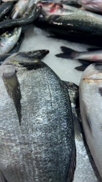 Vendor showcase featuring neatly arranged silvery fish on icy surface