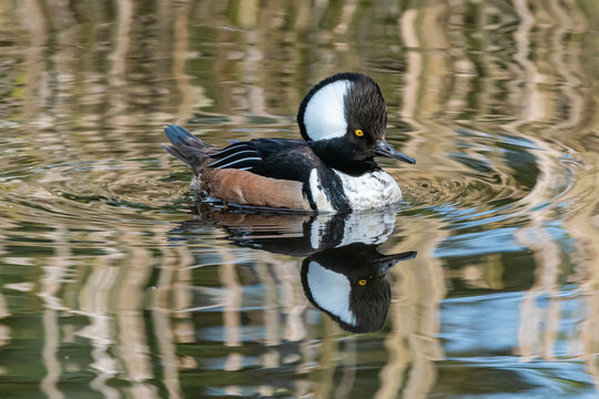 Hooded merganser on the water