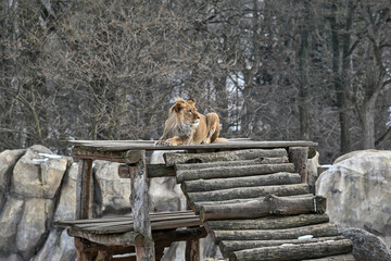 lion in the zoo © MPotapov