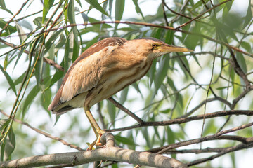red billed hornbill © lazalnik