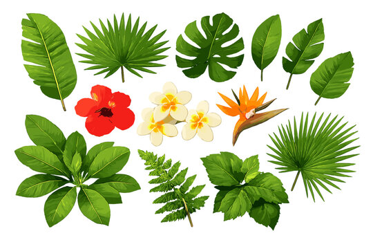 Tropical leaves and flowers arranged on a white background showcasing