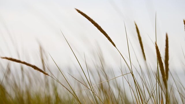 Tall beach grass swaying gently in soft seaside breeze under overcast sky