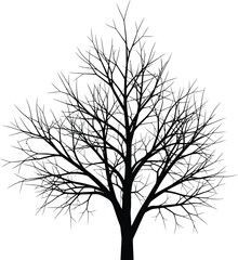 Obraz premium Bare tree silhouette against white background