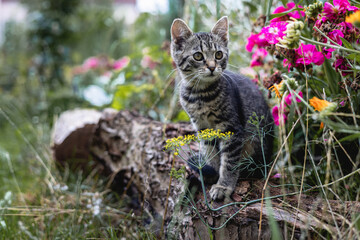 Obraz premium Tabby Kitten Sitting on Tree Log