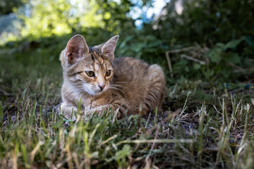 Obraz premium Ginger Cat Relaxing in Garden