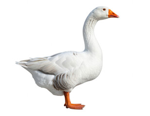 Obraz premium Transparent background White goose with orange beak and feet... isolated on a transparent background