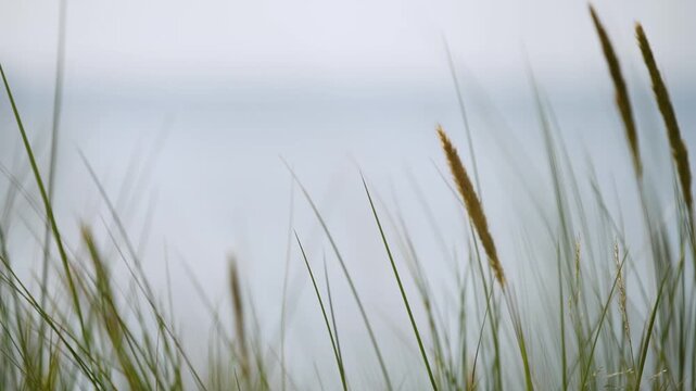 Tall green grass bending in soft seaside breeze under overcast sky