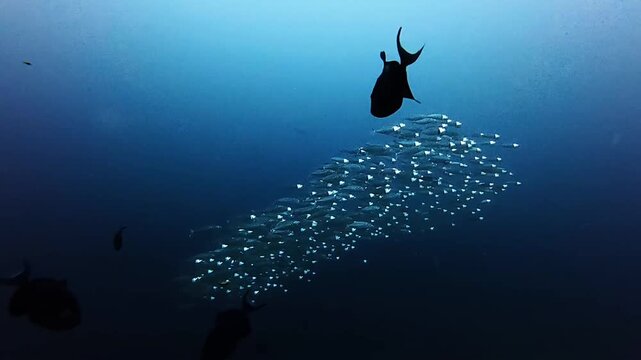Majestic Bigeye Trevally Streaming Through Deep Blue Water