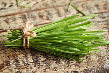 A bundle of fresh young green barley grass blades