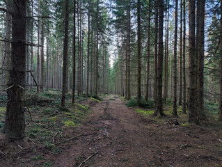 Forest Path Through Tall Coniferous Trees