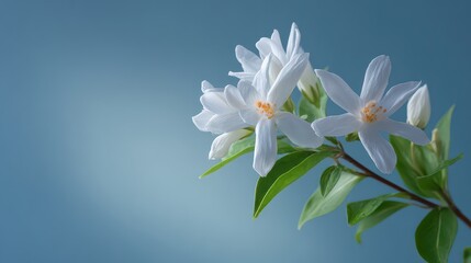 Fototapeta premium Delicate White Flowers with Yellow Stamens and Dew Drops Against a Soft Blue Gradient Background with Natural Light