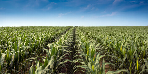 Fototapeta premium Lush green cornfield stretches under a clear blue sky vibrant crops swaying in the sunlight capturing agricultural beauty and natural serenity