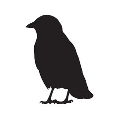 Fototapeta premium silhouette Jackdaw Corvus monedula on white back ground