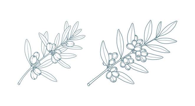 Minimalist line drawings of eucalyptus branches with leaves and flowers.