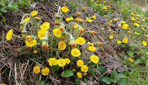 Blooming coltsfoot (Tussilago farfara), a medicinal early spring plant, growing among fresh grass in the wild.