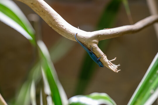 Blue gecko on the lower part of a twig.