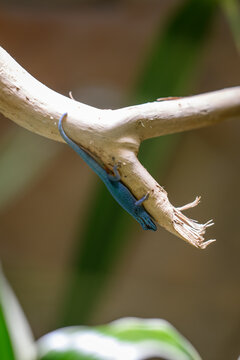 Blue gecko on the lower part of a twig.