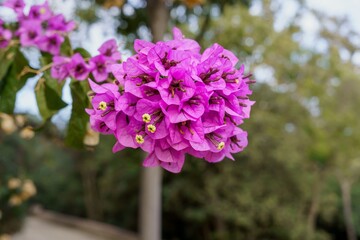Bougainvillea, popularly known as veranera, trinitaria, bougainvillea, is a genus of the family Nyctaginaceae.