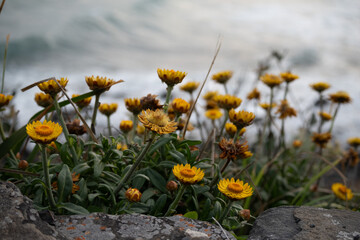 Yellow Flowers on the Beach