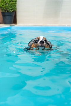 Miniature American Shepherd puppy in the pool. Blue merle with heterochromia. 1 year old and swimming.