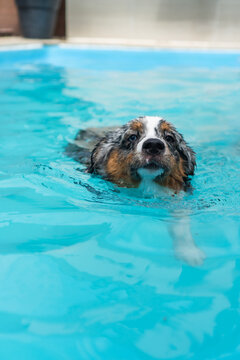 Miniature American Shepherd puppy in the pool. Blue merle with heterochromia. 1 year old and swimming.