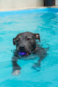 American Pit Bull Terrier in the pool. Blue nose. Adult dog swimming.