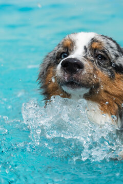Miniature American Shepherd puppy in the pool. Blue merle with heterochromia. 1 year old and swimming.