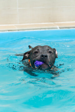 American Pit Bull Terrier in the pool. Blue nose. Adult dog swimming.