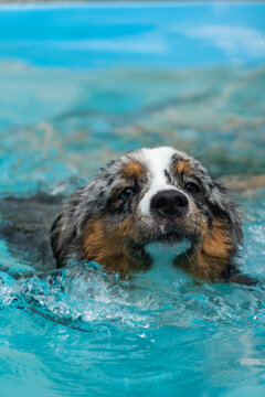 Miniature American Shepherd puppy in the pool. Blue merle with heterochromia. 1 year old and swimming.
