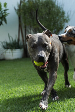 American Pit Bull Terrier and Miniature American Shepherd dogs playing in the grassy garden. Blue nose and Blue Merle. Sunny day