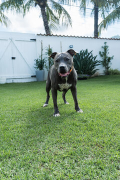 American Pit Bull Terrier dog playing in the grassy garden. Blue nose. Sunny day