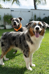 American Pit Bull Terrier and Miniature American Shepherd dogs playing in the grassy garden. Blue nose and Blue Merle. Sunny day