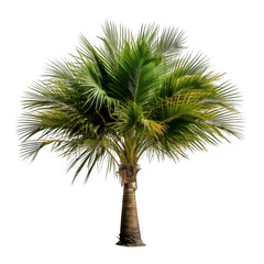 Fototapeta premium Lush green palm tree with long fronds and brown trunk transparent... isolated on a transparent background