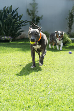 American Pit Bull Terrier and Miniature American Shepherd dogs playing in the grassy garden. Blue nose and Blue Merle. Sunny day