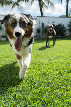 American Pit Bull Terrier and Miniature American Shepherd dogs playing in the grassy garden. Blue nose and Blue Merle. Sunny day