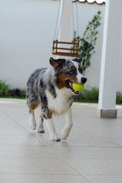 Miniature American Shepherd dog playing in the lawn. Blue merle. Sunny day