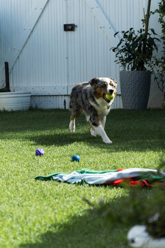 Miniature American Shepherd dog playing in the lawn. Blue merle. Sunny day