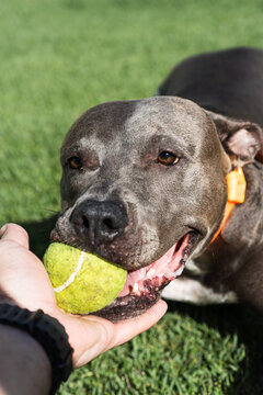 American Pit Bull Terrier dog playing in the grassy garden. Blue nose. Sunny day