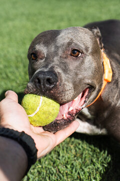 American Pit Bull Terrier dog playing in the grassy garden. Blue nose. Sunny day
