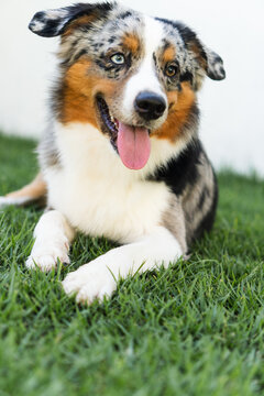 Miniature American Shepherd dog playing in the lawn. Blue merle. Sunny day