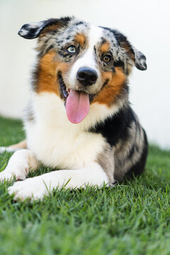 Miniature American Shepherd dog playing in the lawn. Blue merle. Sunny day