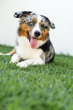 Miniature American Shepherd dog playing in the lawn. Blue merle. Sunny day