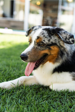 Miniature American Shepherd dog playing in the lawn. Blue merle. Sunny day