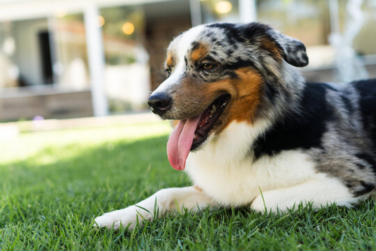 Miniature American Shepherd dog playing in the lawn. Blue merle. Sunny day