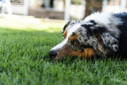 Miniature American Shepherd dog playing in the lawn. Blue merle. Sunny day