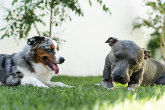 American Pit Bull Terrier and Miniature American Shepherd dogs playing in the grassy garden. Blue nose and Blue Merle. Sunny day