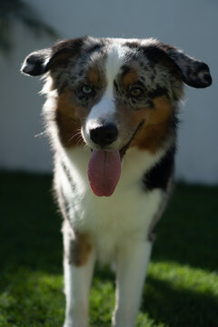 Miniature American Shepherd dog playing in the lawn. Blue merle. Sunny day