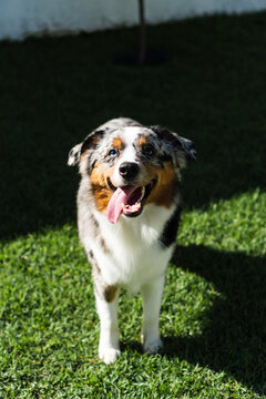 Miniature American Shepherd dog playing in the lawn. Blue merle. Sunny day