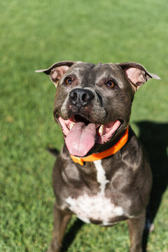 American Pit Bull Terrier dog playing in the grassy garden. Blue nose. Sunny day