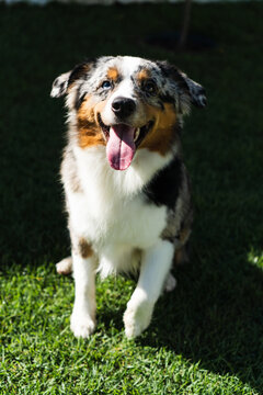Miniature American Shepherd dog playing in the lawn. Blue merle. Sunny day